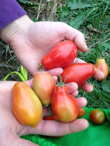 Garden Tomatoes