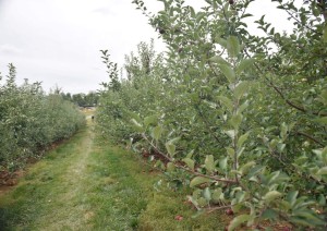 Baugher's Orchard. Photo by Grace Hounsou.