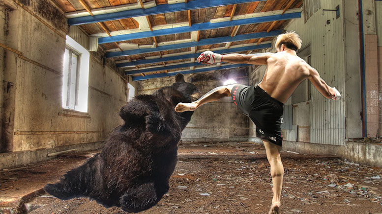 bear wrestling