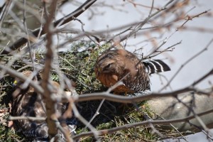 One of the parent hawks. Photo by Matthew Ogorzalek.