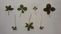 Seven picked four leaf clovers of varying shapes, sizes, and shades of green against a plain white background.
