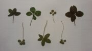 Seven picked four leaf clovers of varying shapes, sizes, and shades of green against a plain white background.