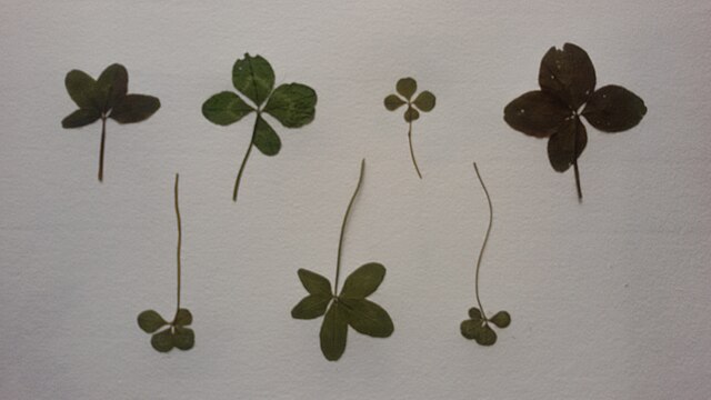 Seven picked four leaf clovers of varying shapes, sizes, and shades of green against a plain white background.